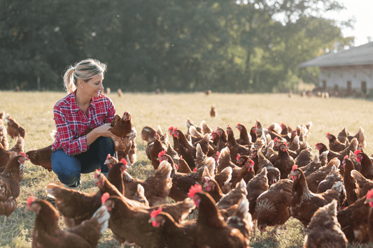Hühner im Frühling – Milben erkennen und vorbeugen