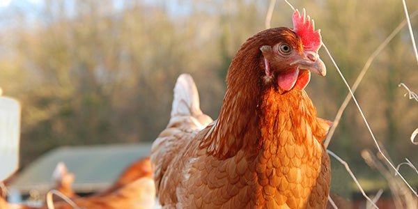 Nahaufnahme von Huhn