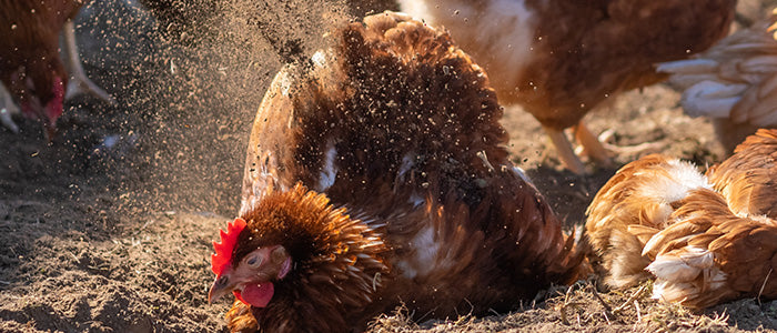Ein Huhn sult sich im Dreck