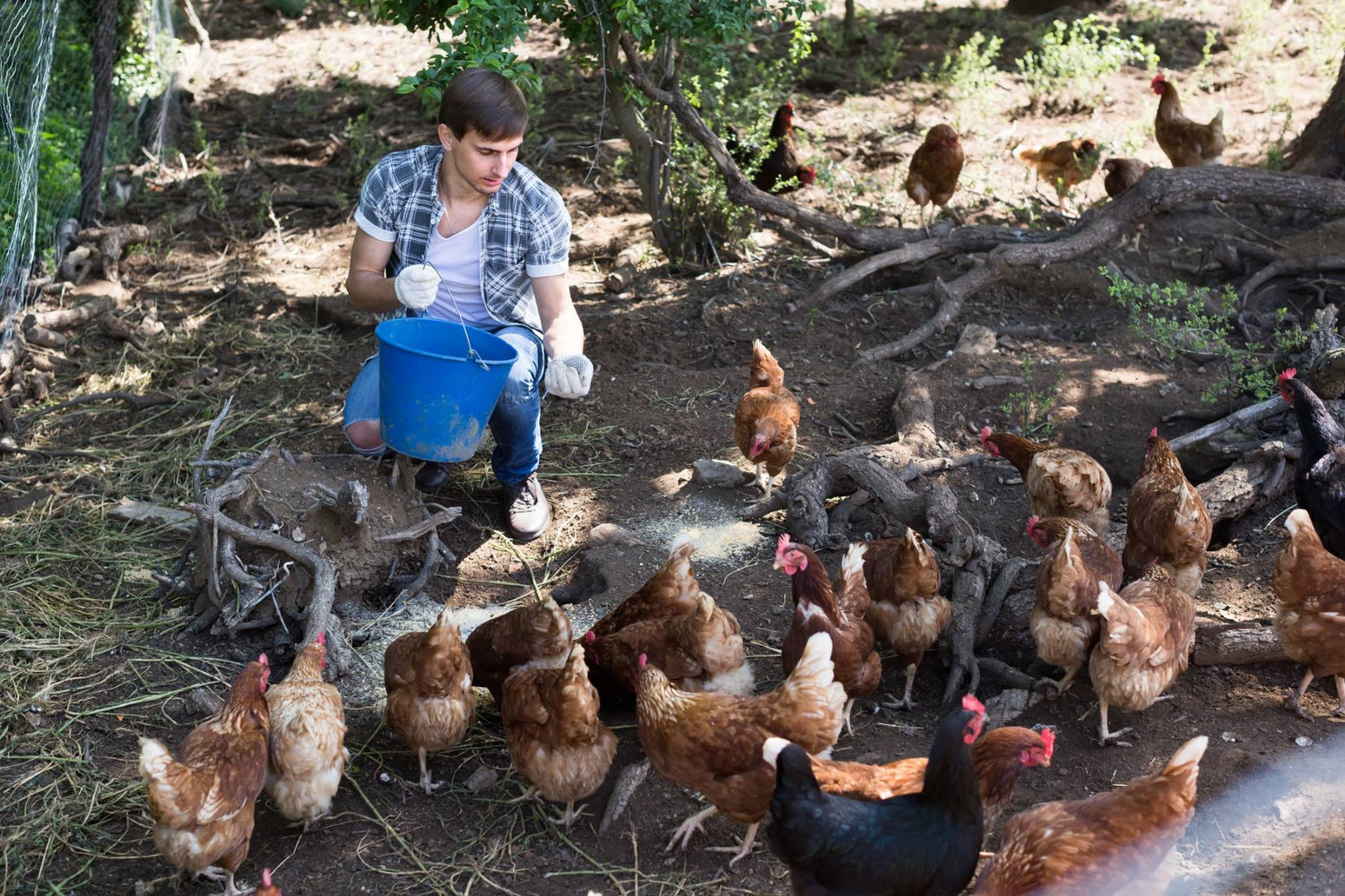 Ein Mann füttert eine Horde Hühner draußen in einem Waldstück