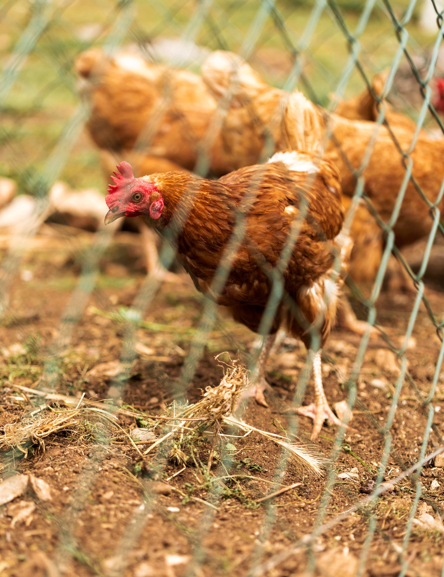 Nahaufnahme Huhn hinter Zaun