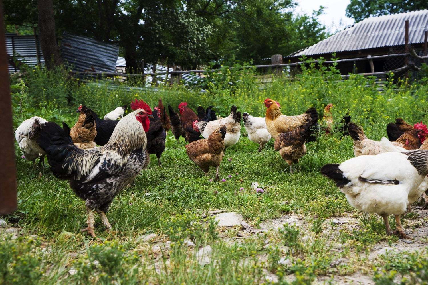Eine Horde Hühner auf einer grünen Wiese, draußen, eingezeunt