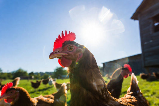 Huhn im Sonnenschein 
