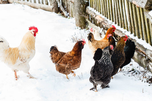 Hühnerhaltung im Winter – darauf solltest du achten!