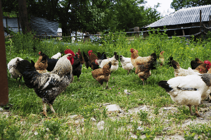 14 Hühner auf einer Wiese