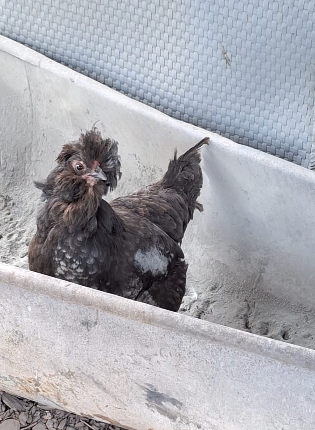 Cumbasil Mite 25kg + estratto di erbe KE per polli 500ml (DE-ÖKO-012)