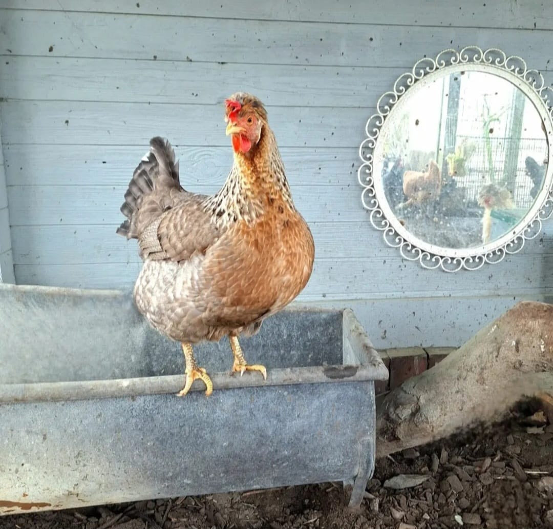 Cumbasil Mite 25kg + estratto di erbe KE per polli 500ml (DE-ÖKO-012)