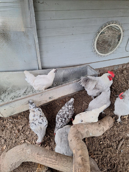 Cumbasil Mite 25kg + estratto di erbe KE per polli 500ml (DE-ÖKO-012)