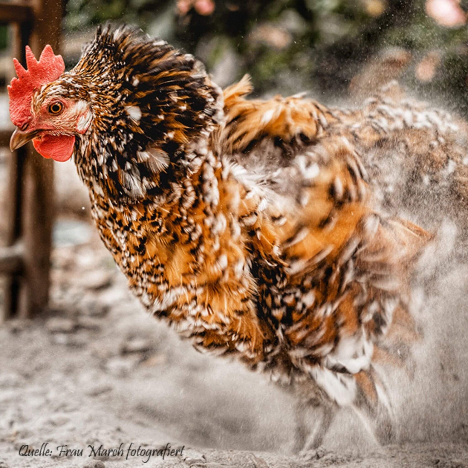 Nahaufnahme wie sich ein Huhn schüttelt, nachdem es im Staubbad war